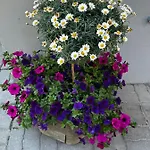 Haus Floralp * Церматт