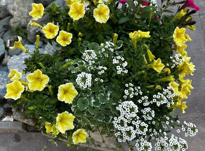 Haus Floralp Appartement Zermatt